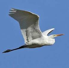 Grande Aigrette