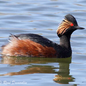 Grèbe à Cou Noir Podiceps Nigricollis