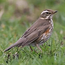 Grive mauvis - Turdus iliacus