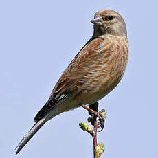 Linotte mélodieuse