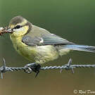 Mésange bleue
