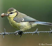 Mésange bleue