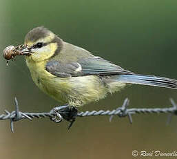 Mésange bleue