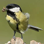 Mésange charbonnière