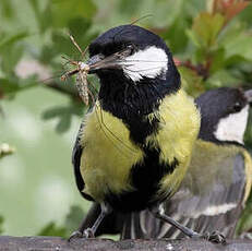 Mésange charbonnière