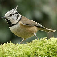 Appeau Mésange Huppée - Ornithologie - Oiseaux/Appeaux - oiseaux