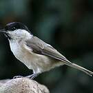 Mésange nonnette
