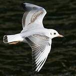 Mouette rieuse