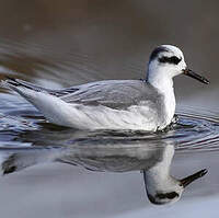 Phalarope à bec large