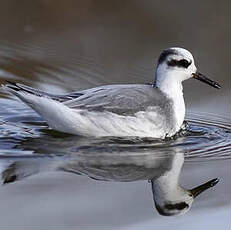 Phalarope à bec large