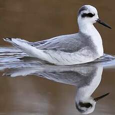 Phalarope à bec large