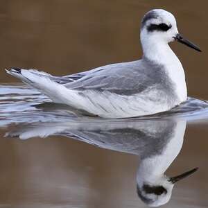 Phalarope à bec large