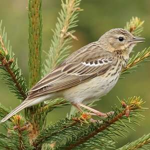 Pipit des arbres