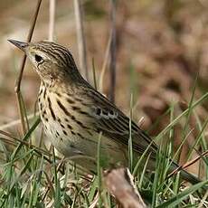 Pipit des arbres