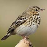 Pipit des arbres