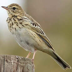 Pipit des arbres