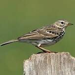 Pipit farlouse