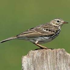 Pipit farlouse