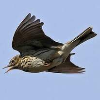 Pipit farlouse