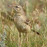 Pipit rousseline