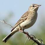 Pipit rousseline