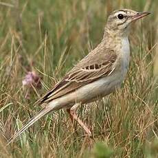 Pipit rousseline