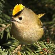 Roitelet Huppé Regulus Regulus