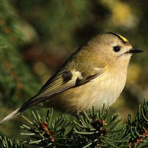 Roitelet Huppé Regulus Regulus