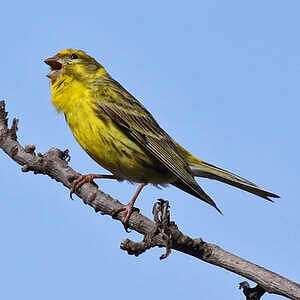 Serin cini