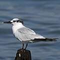 Sandwich Tern