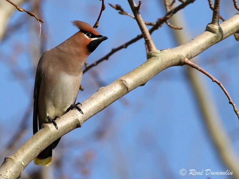 Bohemian Waxwing male, identification