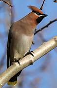 Bohemian Waxwing