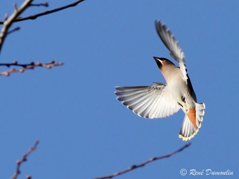 Bohemian Waxwing, Flight