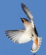 Bohemian Waxwing