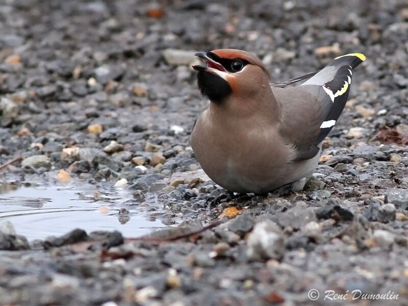 Bohemian Waxwing male immature, identification