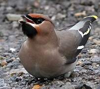 Bohemian Waxwing