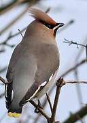 Bohemian Waxwing