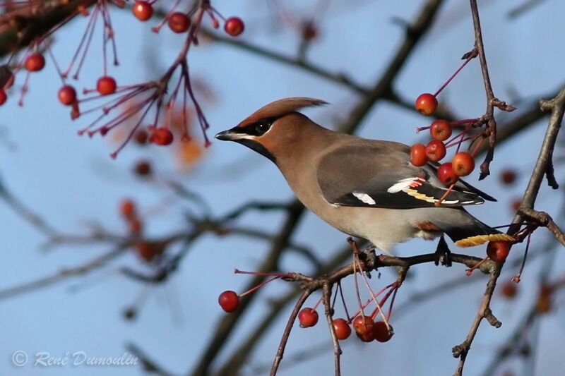 Bohemian Waxwingadult, identification