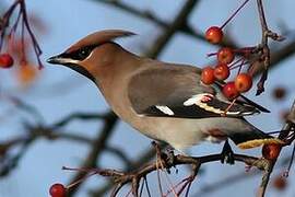 Bohemian Waxwing