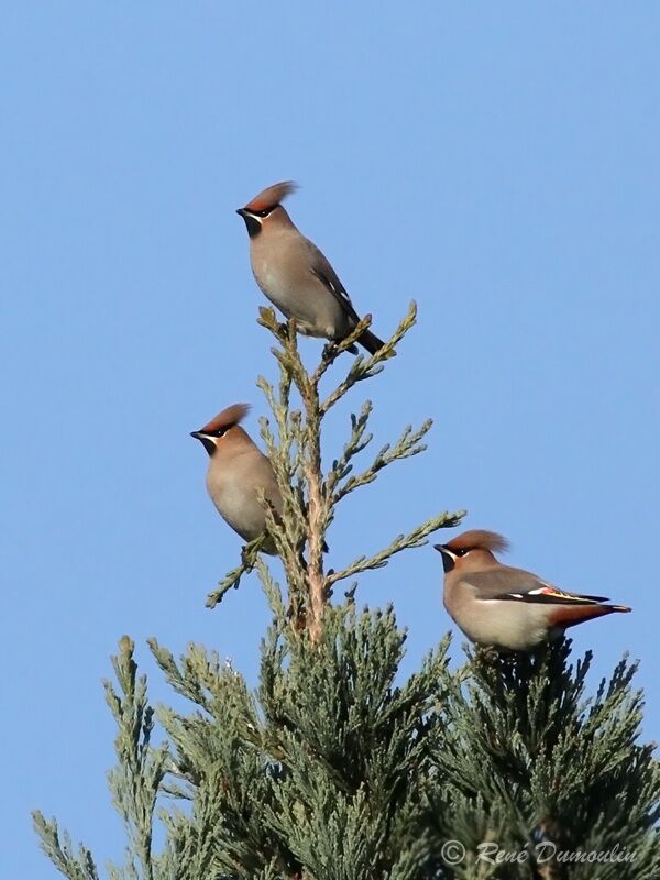 Bohemian Waxwingadult, identification