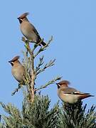 Bohemian Waxwing