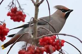 Bohemian Waxwing