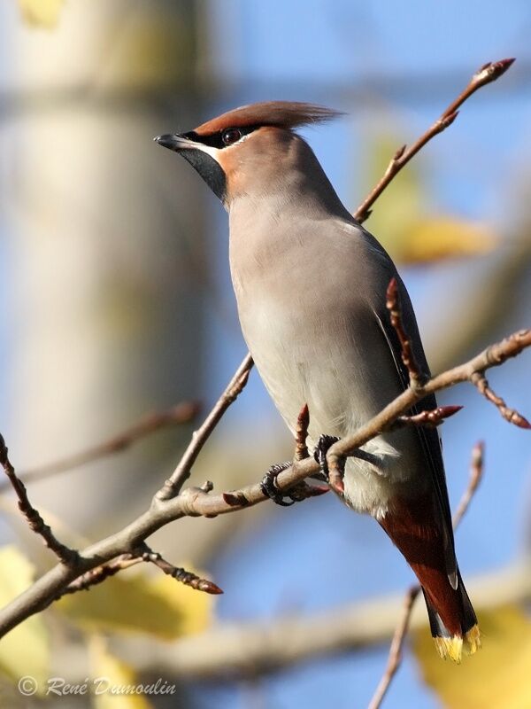 Bohemian Waxwingadult, identification