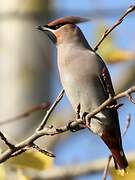 Bohemian Waxwing