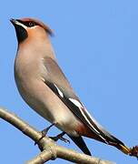 Bohemian Waxwing