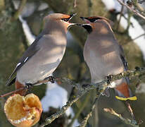 Bohemian Waxwing