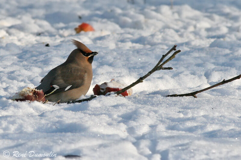 Bohemian Waxwingimmature, identification