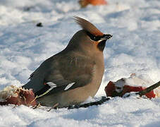 Bohemian Waxwing