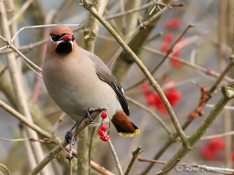 Bohemian Waxwingjuvenile, identification, feeding habits