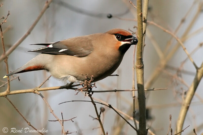 Bohemian Waxwingimmature, feeding habits